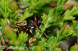 C225309: Asagena phalerata (Kugelspinnen)