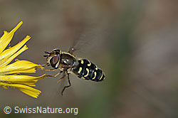 Mondfleck-Feldschwebfliege (Eupeodes luniger) auf Blume (C225338) Mondfleck-Feldschwebfliege (Eupeodes luniger) auf Blume (C225338)