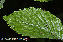 C225352: Bergulme (Ulmus glabra)