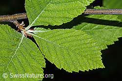 Bergulme (Ulmus glabra) (C225356)