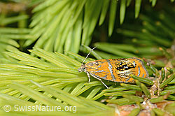 Prachtwickler (Olethreutes arcuella) auf Nadelbaum (C225364) Prachtwickler (Olethreutes arcuella) auf Nadelbaum (C225364)