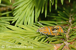 Prachtwickler (Olethreutes arcuella) auf Nadelbaum (C225366) Prachtwickler (Olethreutes arcuella) auf Nadelbaum (C225366)