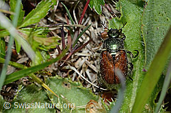 Gartenlaubkäfer (Phyllopertha horticola) (C225372) Gartenlaubkäfer (Phyllopertha horticola) (C225372)