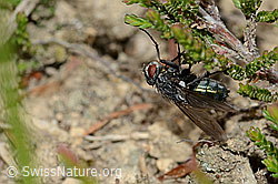 Foto: Bellardia viarum (Schmeissfliege)