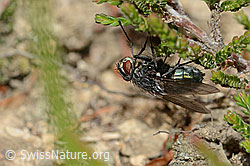 Foto: Bellardia viarum (Schmeissfliege)