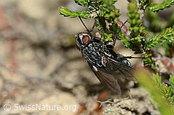 Foto: Bellardia viarum (Schmeissfliege)