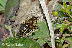 Mondfleck-Feldschwebfliege (Eupeodes luniger) (C225387) Mondfleck-Feldschwebfliege (Eupeodes luniger) (C225387)