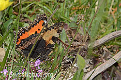Kleiner Fuchs (Aglais urticae) (C225405) Kleiner Fuchs (Aglais urticae) (C225405)