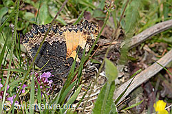 Kleiner Fuchs (Aglais urticae) (C225406) Kleiner Fuchs (Aglais urticae) (C225406)