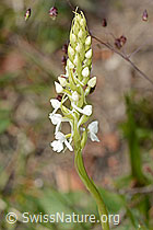 Langspornige Handwurz (Gymnadenia conopsea) (C225413)