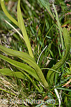 Langspornige Handwurz (Gymnadenia conopsea) (C225414)