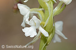 Langspornige Handwurz (Gymnadenia conopsea) (C225415)