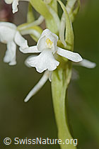 Langspornige Handwurz (Gymnadenia conopsea) (C225417)
