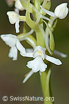 Langspornige Handwurz (Gymnadenia conopsea) (C225422)