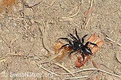 Zelotes subterraneus (Plattbauchspinne) (C225425) Zelotes subterraneus (Plattbauchspinne) (C225425)