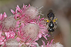 Dufourea minuta (Glanzbiene) auf Gemeinem Katzenpfötchen (Antennaria dioica) (C225430) Dufourea minuta (Glanzbiene) auf Gemeinem Katzenpfötchen (Antennaria dioica) (C225430)