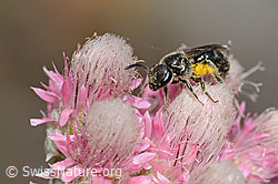 Dufourea minuta (Dufourea minuta)<br/>Gemeines Katzenpfötchen (Antennaria dioica)