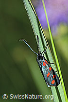 Foto: Gewöhnliches Widderchen (Zygaena filipendulae)