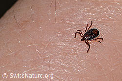 Gemeiner Holzbock (Ixodes ricinus) (26.06.2022, C229436)