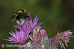 Hummel-Gebirgsschwebfliege (Sericomyia bombiformis) an Sumpf-Kratzdistel (Cirsium palustre) (C229447) Hummel-Gebirgsschwebfliege (Sericomyia bombiformis) an Sumpf-Kratzdistel (Cirsium palustre) (C229447)