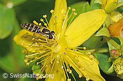 Geflecktes Johanniskraut, Blüte