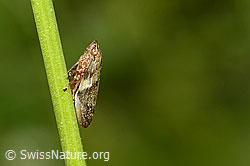 Erlenschaumzikade (Aphrophora alni)