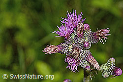 Sumpf-Kratzdistel (Cirsium palustre) (C229490) Sumpf-Kratzdistel (Cirsium palustre) (C229490)