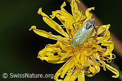 Grüne Distelwanze (Calocoris affinis) auf Blume (C229505) Grüne Distelwanze (Calocoris affinis) auf Blume (C229505)