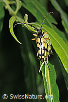 Foto: Gefleckter Schmalbock (Rutpela maculata)