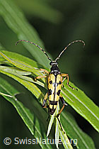 Foto: Gefleckter Schmalbock (Rutpela maculata)