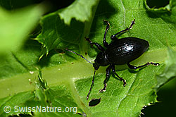 Foto: Schwarzbeiniger Dickmaulrüssler (Otiorhynchus morio)