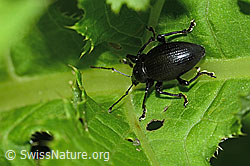 Foto: Schwarzbeiniger Dickmaulrüssler (Otiorhynchus morio)