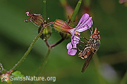 Foto: Gemeine Schnauzenschwebfliege (Rhingia campestris) auf Ruprechtskraut (Geranium robertianum)