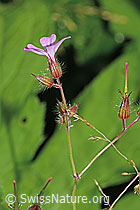 Ruprechtskraut (Geranium robertianum) (C229623)