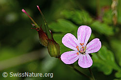 Ruprechtskraut (Geranium robertianum) (C229625)
