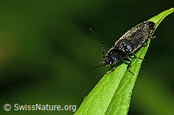 Foto: Schwarzer Rauhaarschnellkäfer (Hemicrepidius niger)