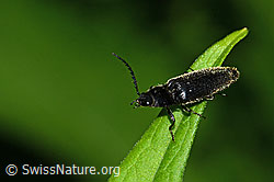Foto: Schwarzer Rauhaarschnellkäfer (Hemicrepidius niger)