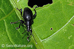 Foto: Schwarzbeiniger Dickmaulrüssler (Otiorhynchus morio)