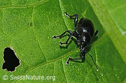 Foto: Schwarzbeiniger Dickmaulrüssler (Otiorhynchus morio)