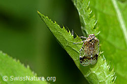 Foto: Busch-Glasflügelzikade (Cixius cunicularius)