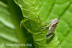 Foto: Busch-Glasflügelzikade (Cixius cunicularius)