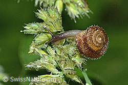 Seidenhaarschnecke (Trochulus sericeus) (C229647) Seidenhaarschnecke (Trochulus sericeus) (C229647)