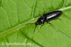 Foto: Schwarzer Rauhaarschnellkäfer (Hemicrepidius niger)