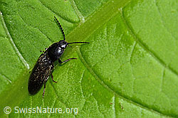 Foto: Schwarzer Rauhaarschnellkäfer (Hemicrepidius niger)