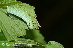 Foto: Violettbraune Ulmeneule (Cosmia pyralina) auf Berg-Ahorn (Acer pseudoplatanus)