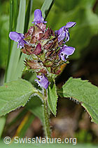 Gemeine Brunelle (Prunella vulgaris) (C229739) Gemeine Brunelle (Prunella vulgaris) (C229739)