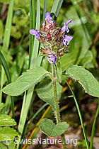 Gemeine Brunelle (Prunella vulgaris) (26.06.2022, C229742)