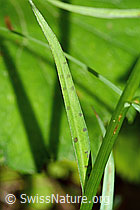 Dactylorhiza fuchsii (C229778)