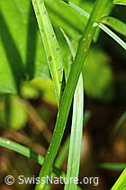 Dactylorhiza fuchsii (C229779)