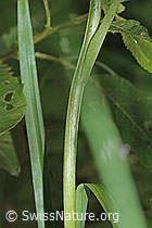 Dactylorhiza fuchsii (C229781)